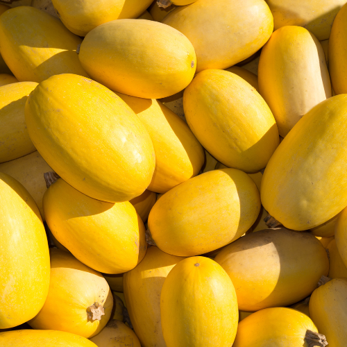 Winter Spaghetti Squash Seeds