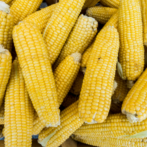 Early Sunglow Hybrid Corn Seeds