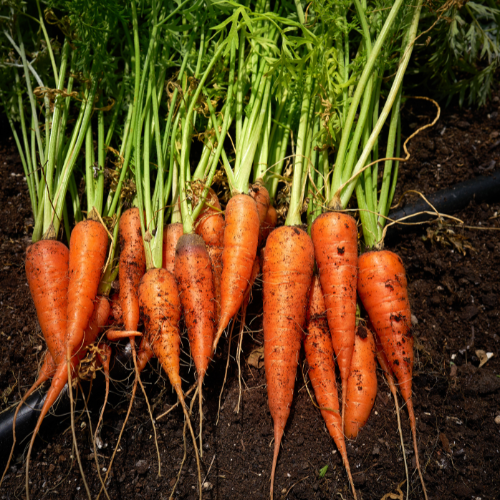 Danvers Carrot Seeds
