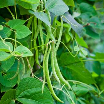 compare product Contender Bush Bean Seeds