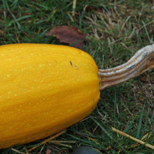 Winter Spaghetti Squash Seeds