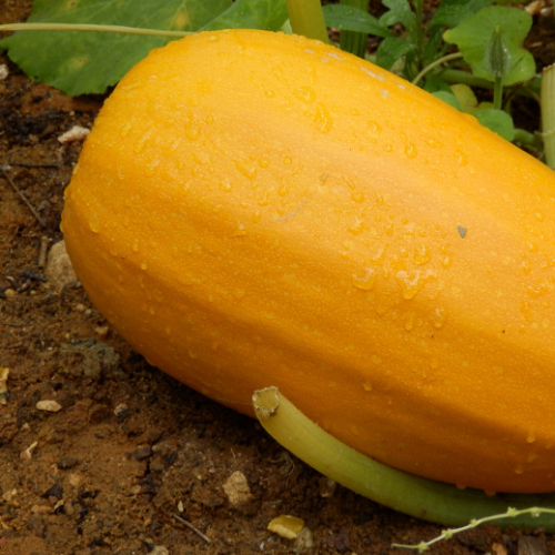 Winter Spaghetti Squash Seeds