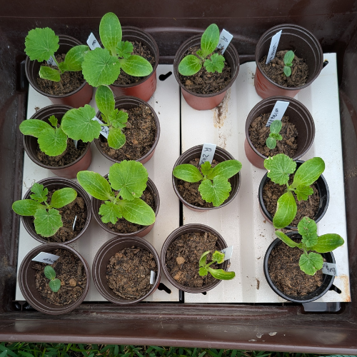 Herb Seeds image