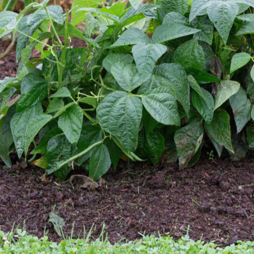 Bush Bean Seeds