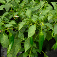 Semillas de pimiento Anaheim