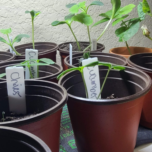 plant transplant pots Seedling Transplant Pots – Hasty Roots
