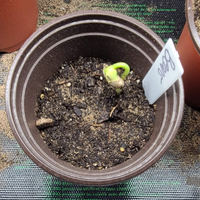 Seedling Heat Mat