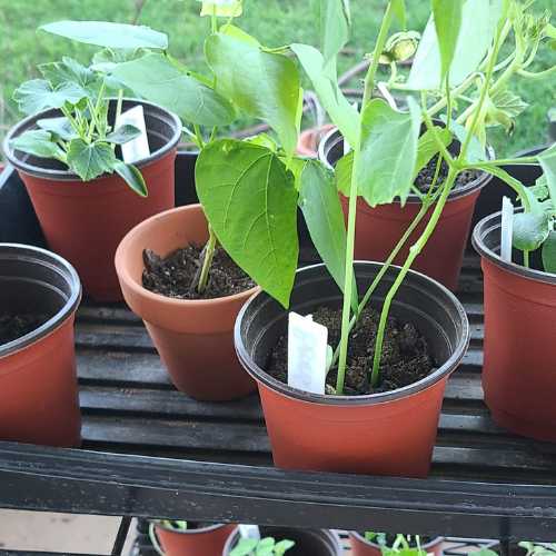 transplant pots for plants Seedling Transplant Pots