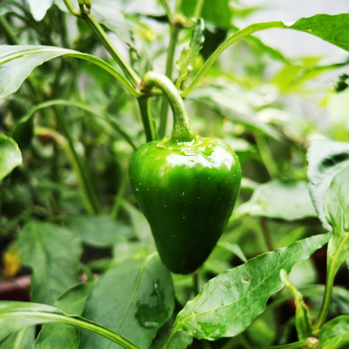 plant bell peppers from seeds Bell Pepper Seeds – Hasty Roots