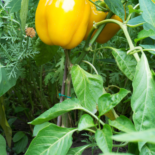 Bell Pepper Seeds