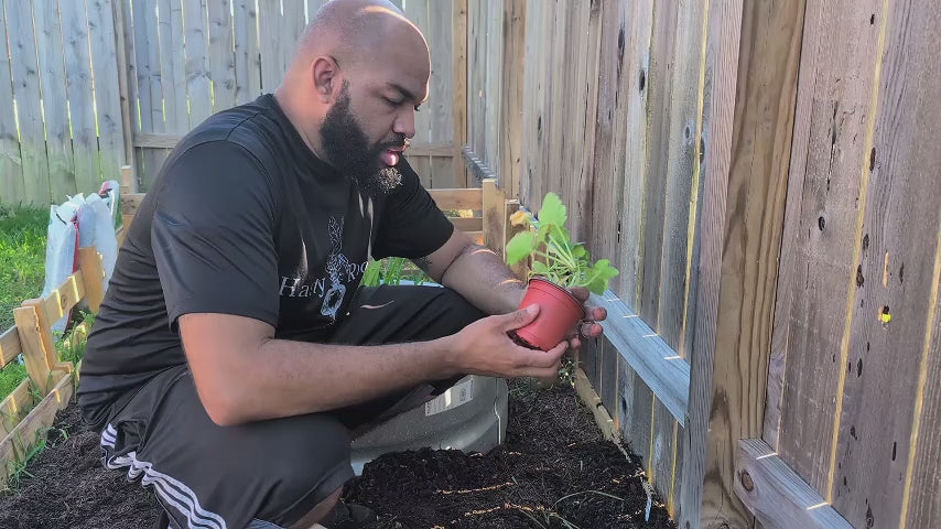 Load video: Transplanting plants into soil