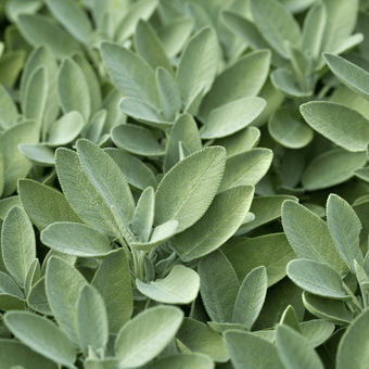 compare product Sage Seeds