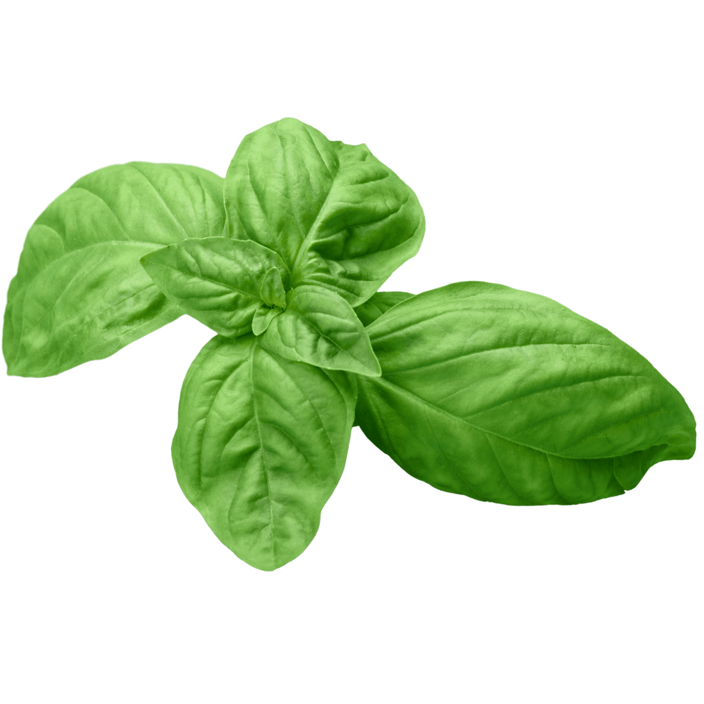 Green harvested basil leafs grown from basil seeds available on Hastyroots.com