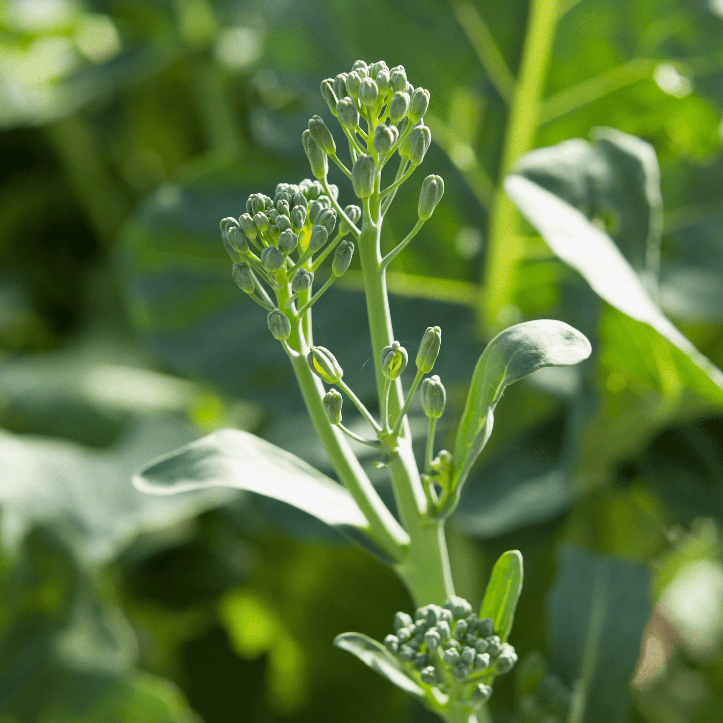 Broccolini - Hasty Roots