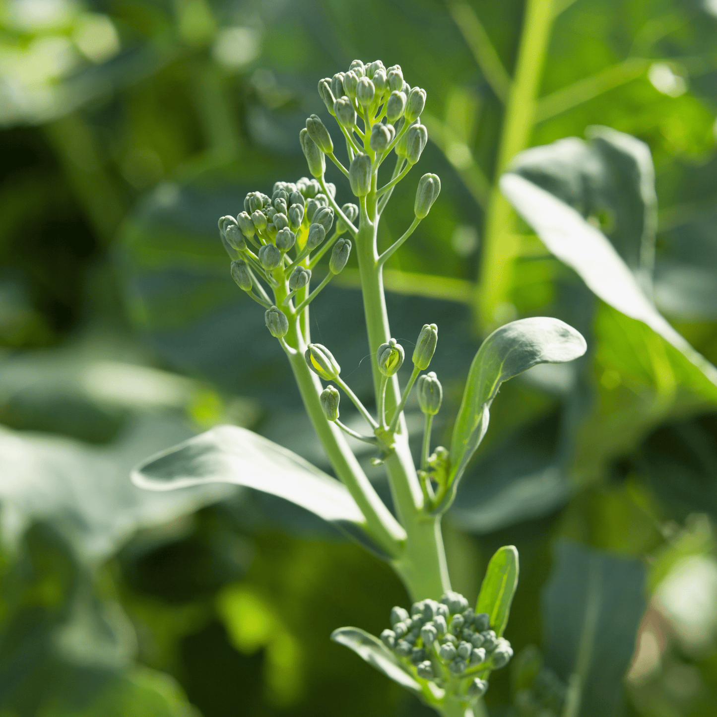 Broccolini - Hasty Roots