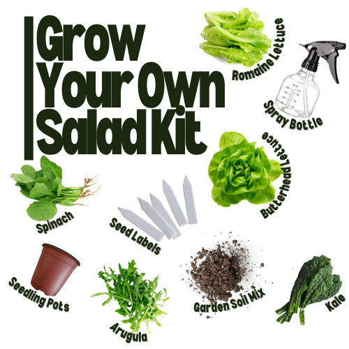 Grow your own Salad Kit - Hasty Roots