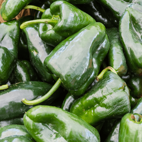 Poblano Pepper Seeds - Hasty Roots