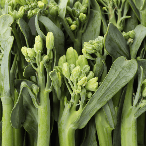 Broccolini Seeds - Hasty Roots