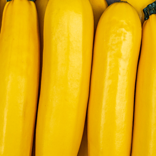 Squash Yellow Seeds - Hasty Roots