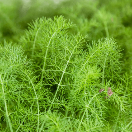 Fennel Seeds - Hasty Roots