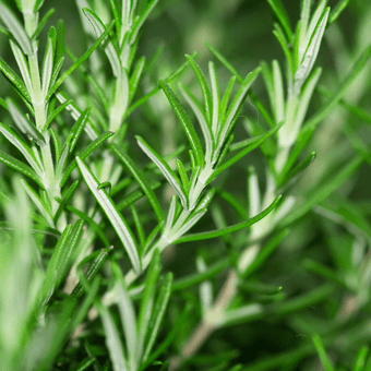 compare product Rosemary Seeds