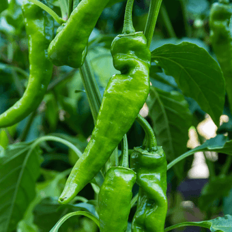 compare product Anaheim Pepper Seeds