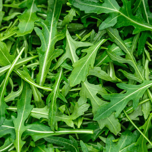 Arugula-Astro - Hasty Roots