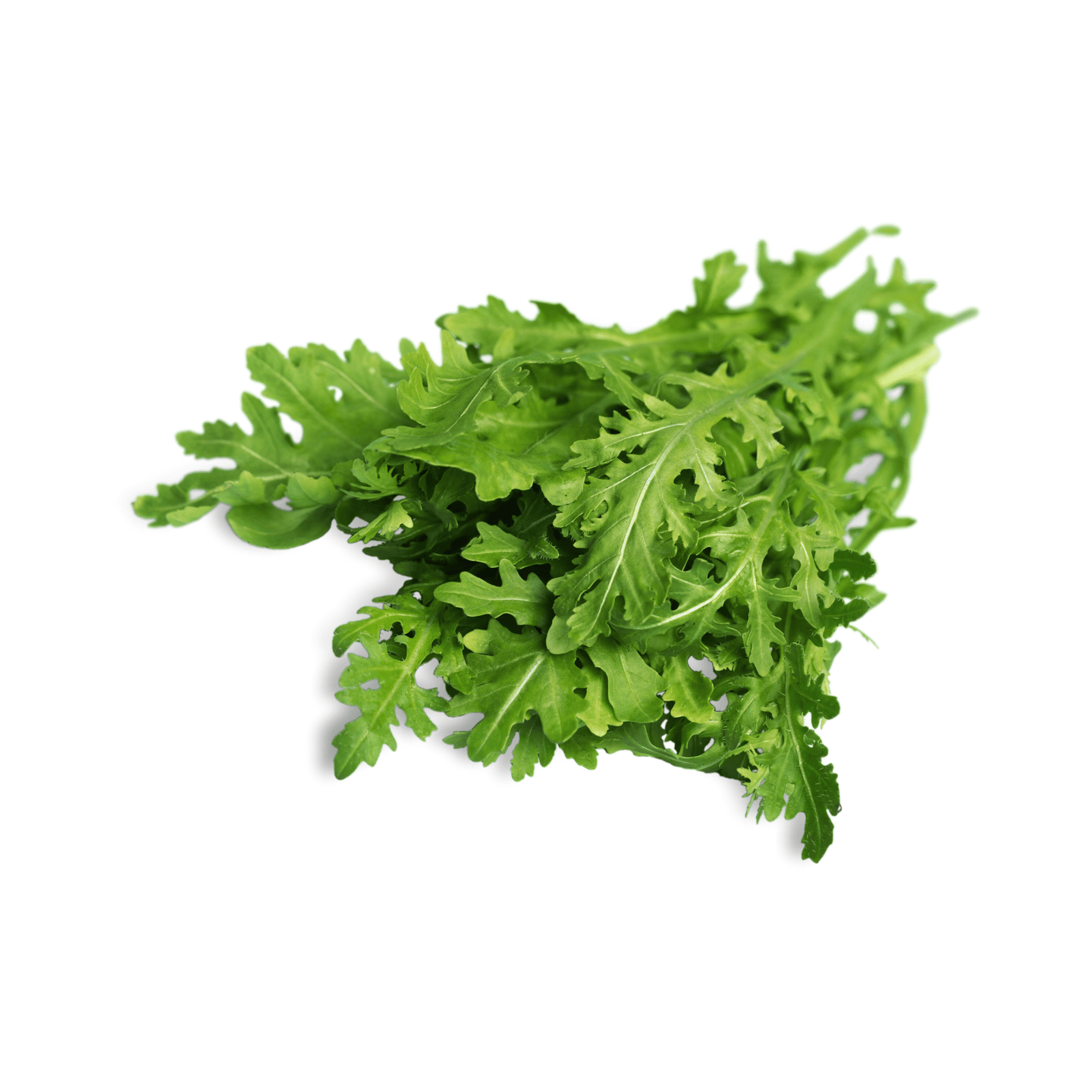 Arugula-Astro - Hasty Roots