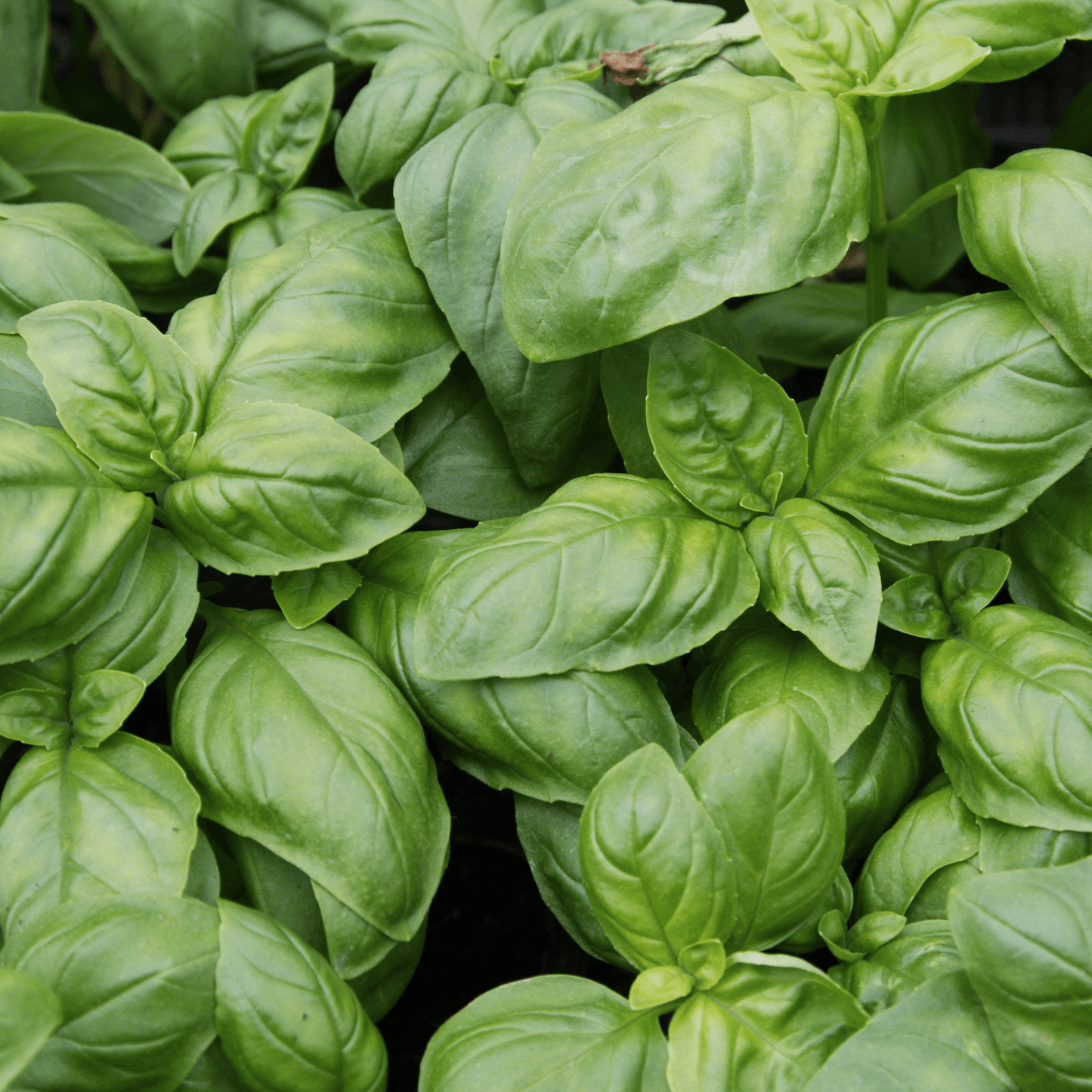 Green basil plant grown from basil seeds available for purchase from Hastyroots.com 