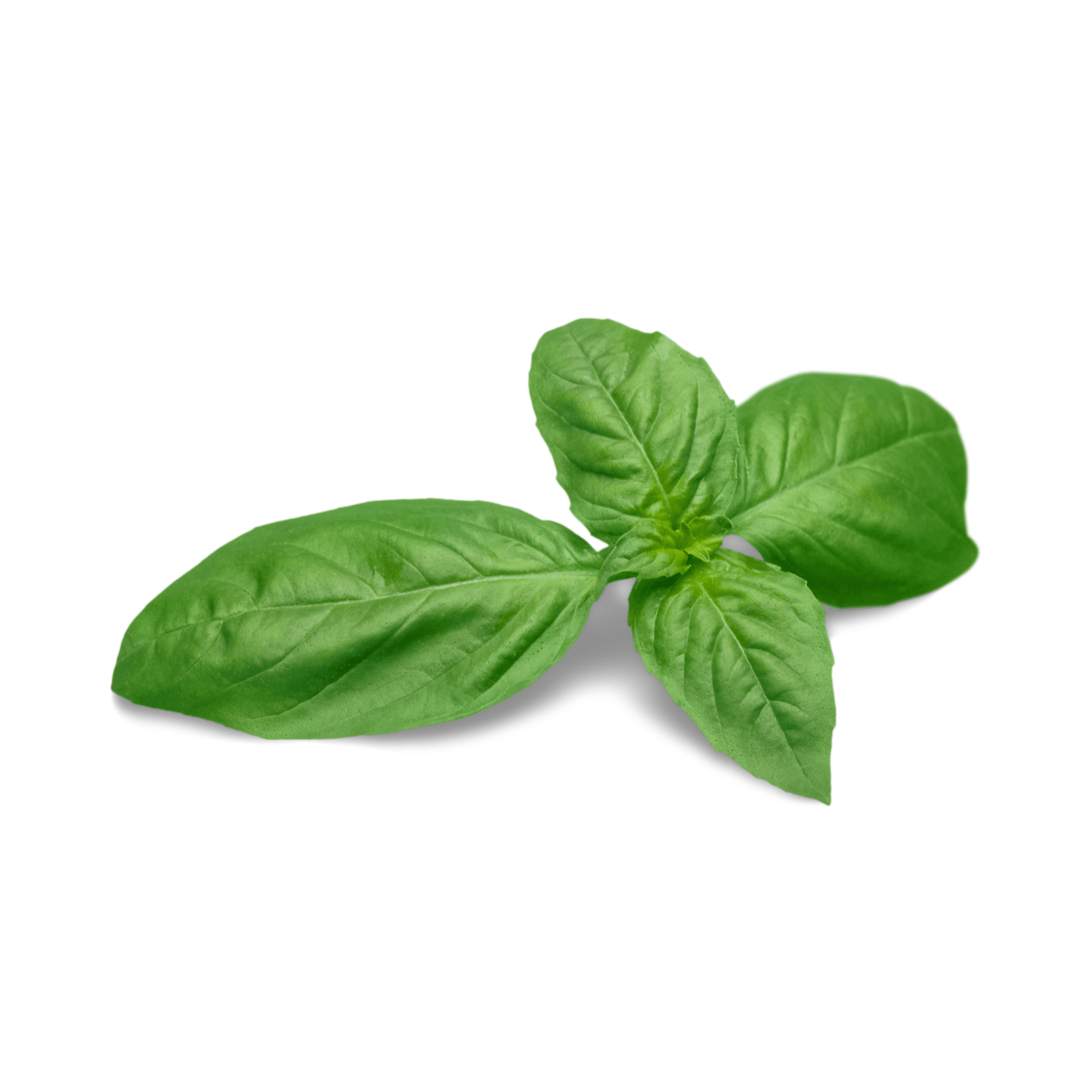 Harvested green basil leaves from basil seeds, available for purchase form Hastyroots.com
