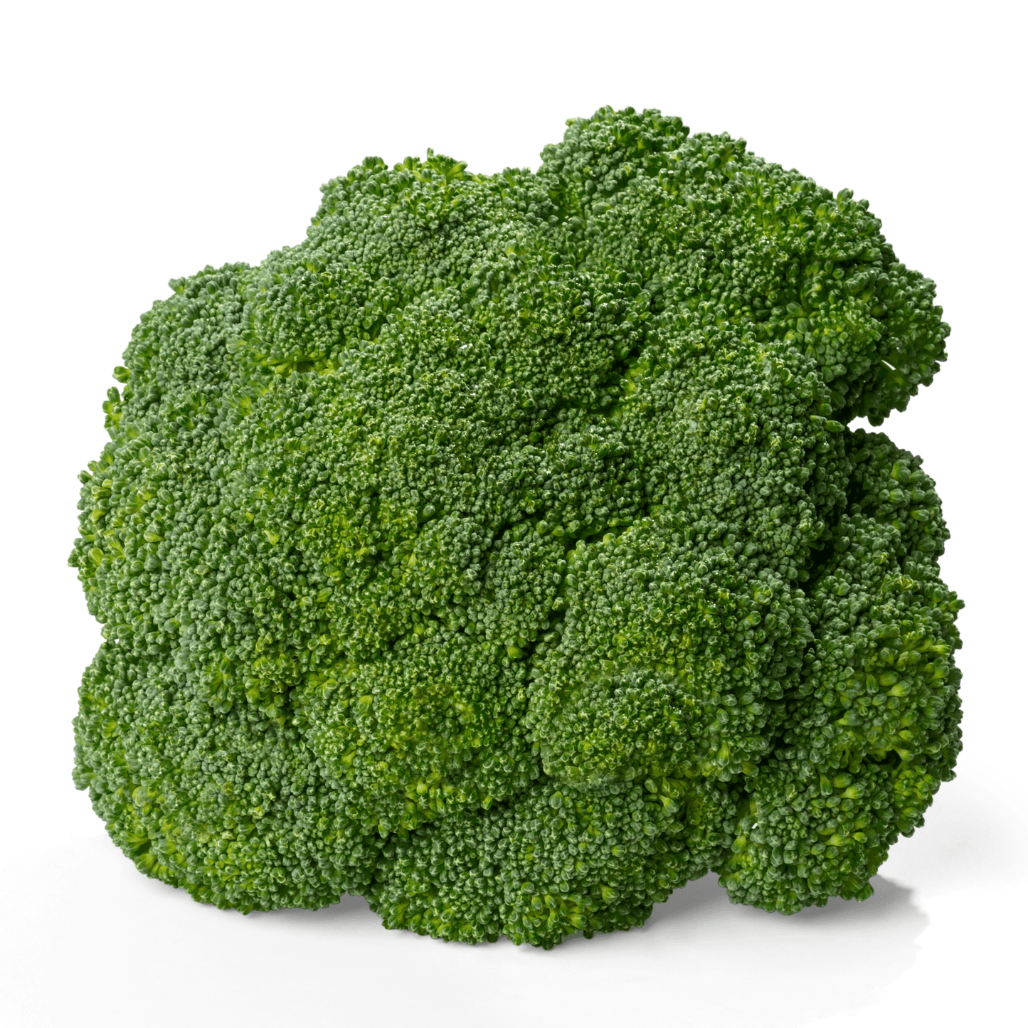 Broccoli-Hydra - Hasty Roots