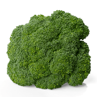 Broccoli-Hydra - Hasty Roots