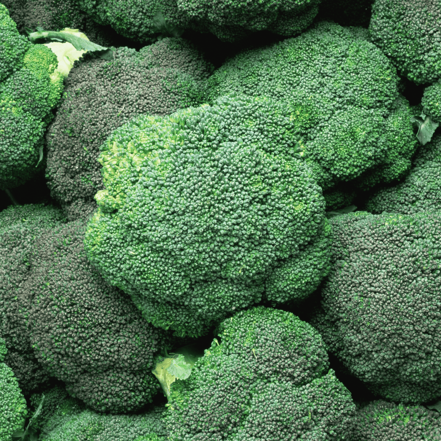 Broccoli-Hydra - Hasty Roots