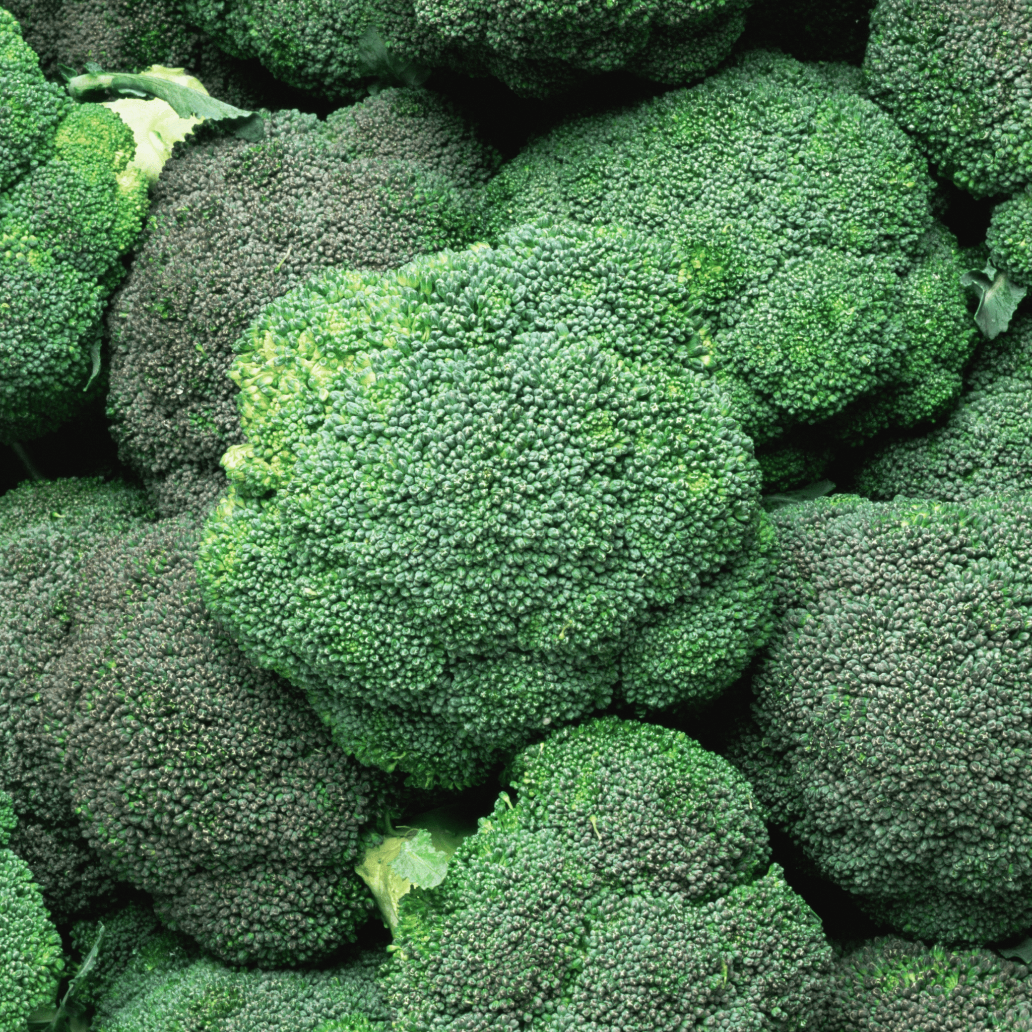 Broccoli-Hydra - Hasty Roots