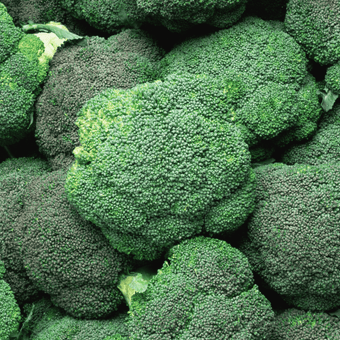 compare product Hydra Broccoli Seeds