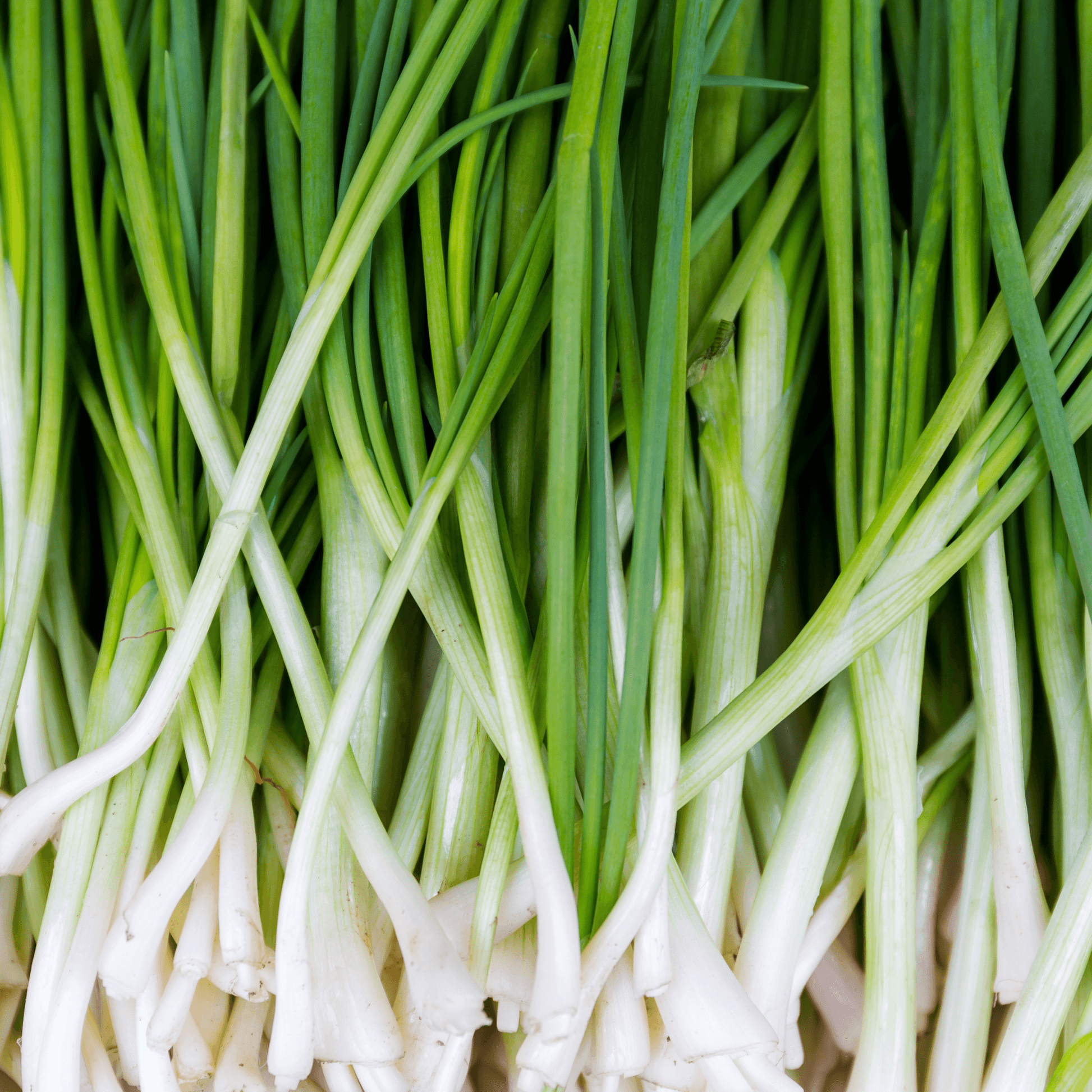 Tokyo Long White Bunching Onions - Hasty Roots