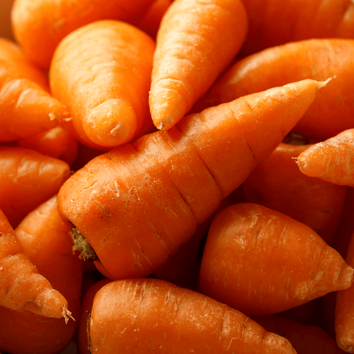 Carrot-Royal Chantenay - Hasty Roots