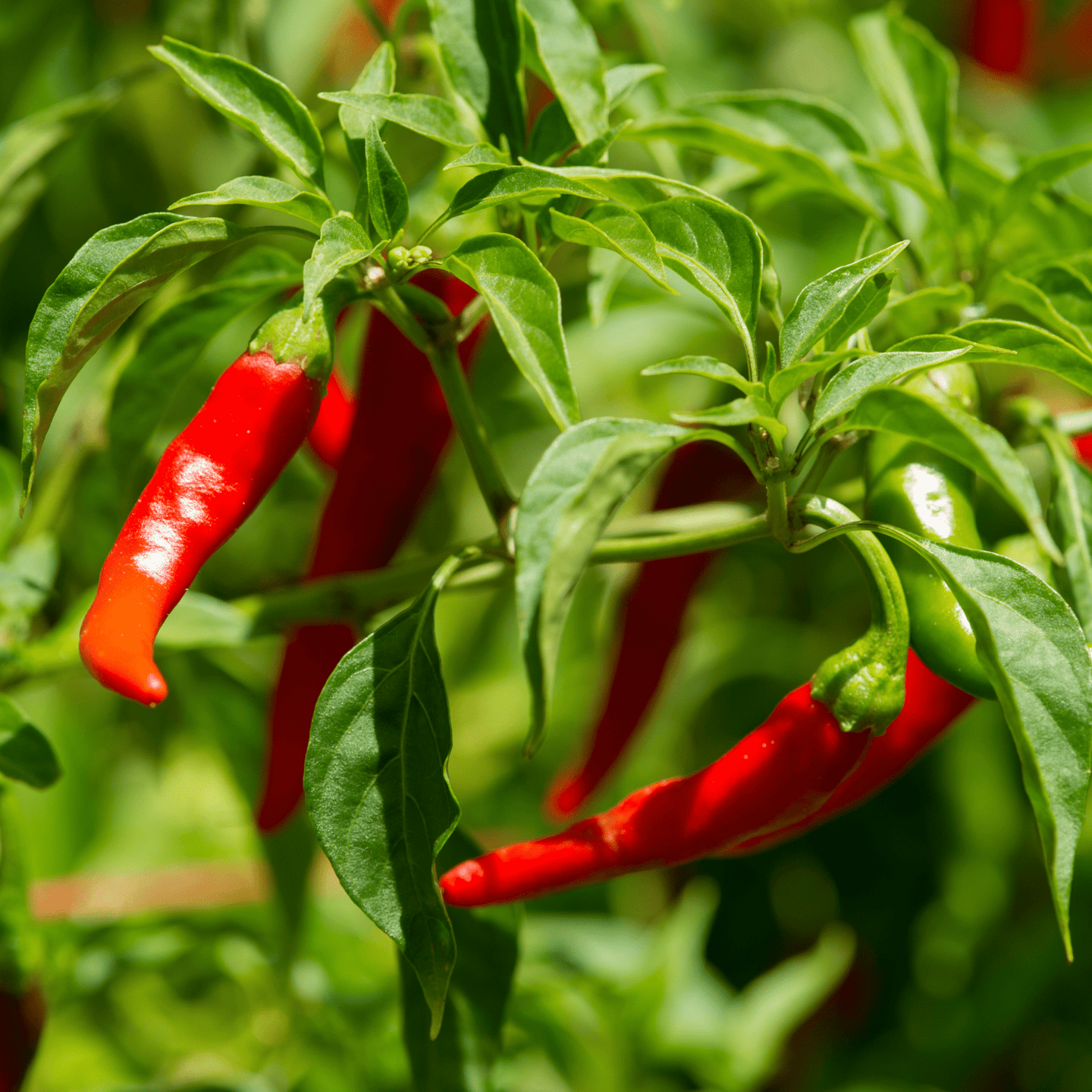 Cayenne Peppers-Long Slim - Hasty Roots
