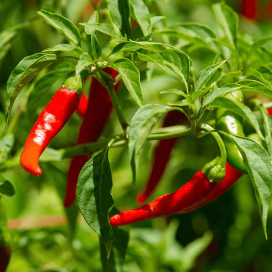 Cayenne Pepper Seeds