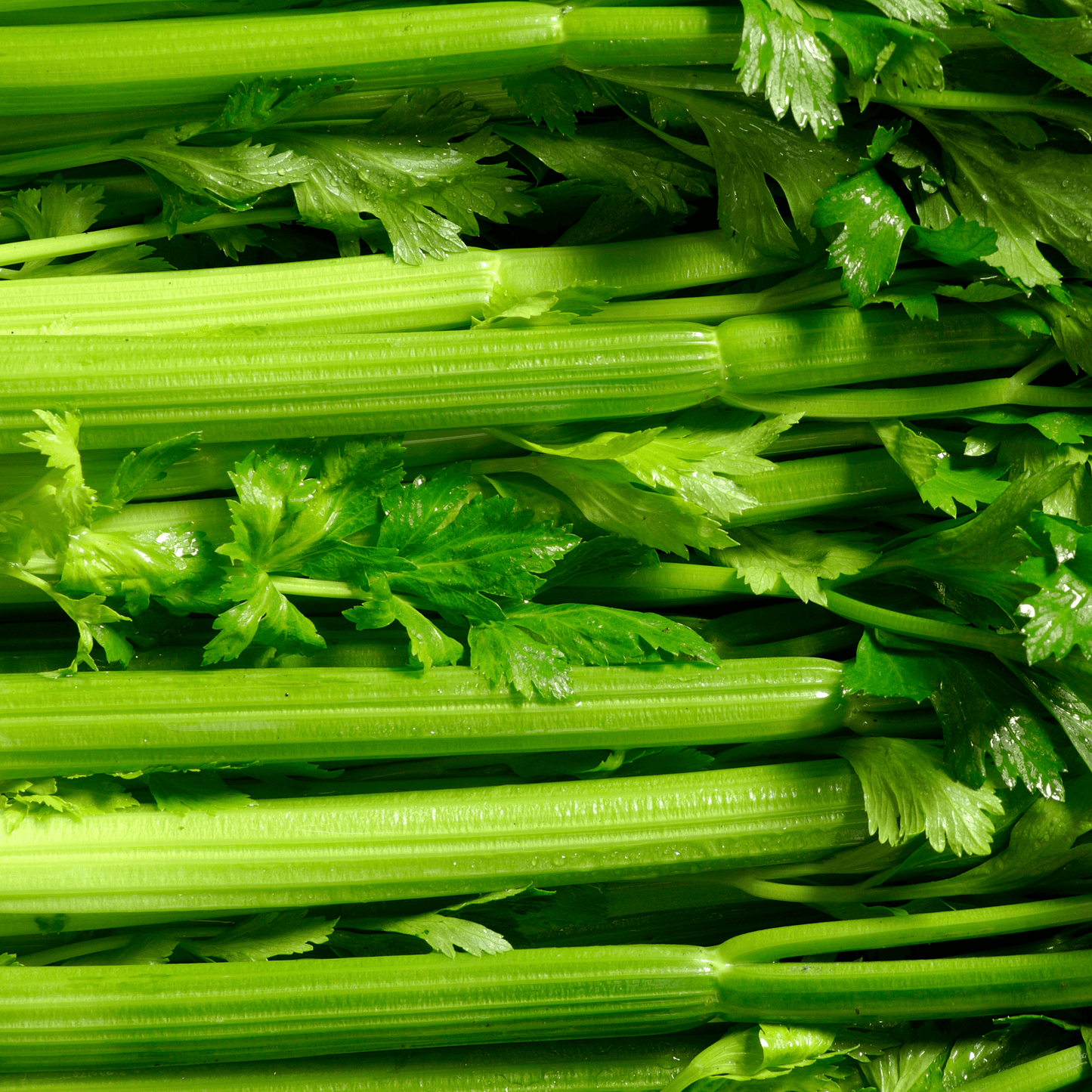 Celery-Tall Utah - Hasty Roots