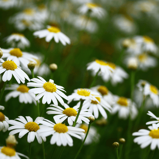 Chamomile-German - Hasty Roots