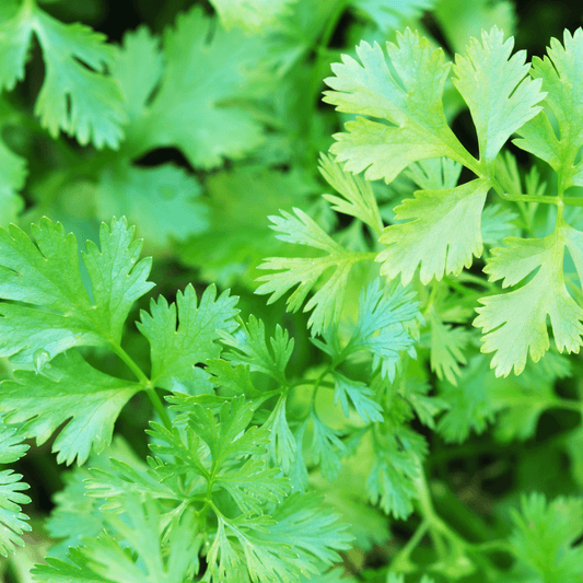 Cilantro-Santo - Hasty Roots