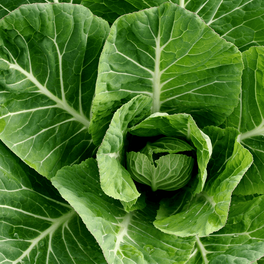 Collard Greens-Top Bunch - Hasty Roots