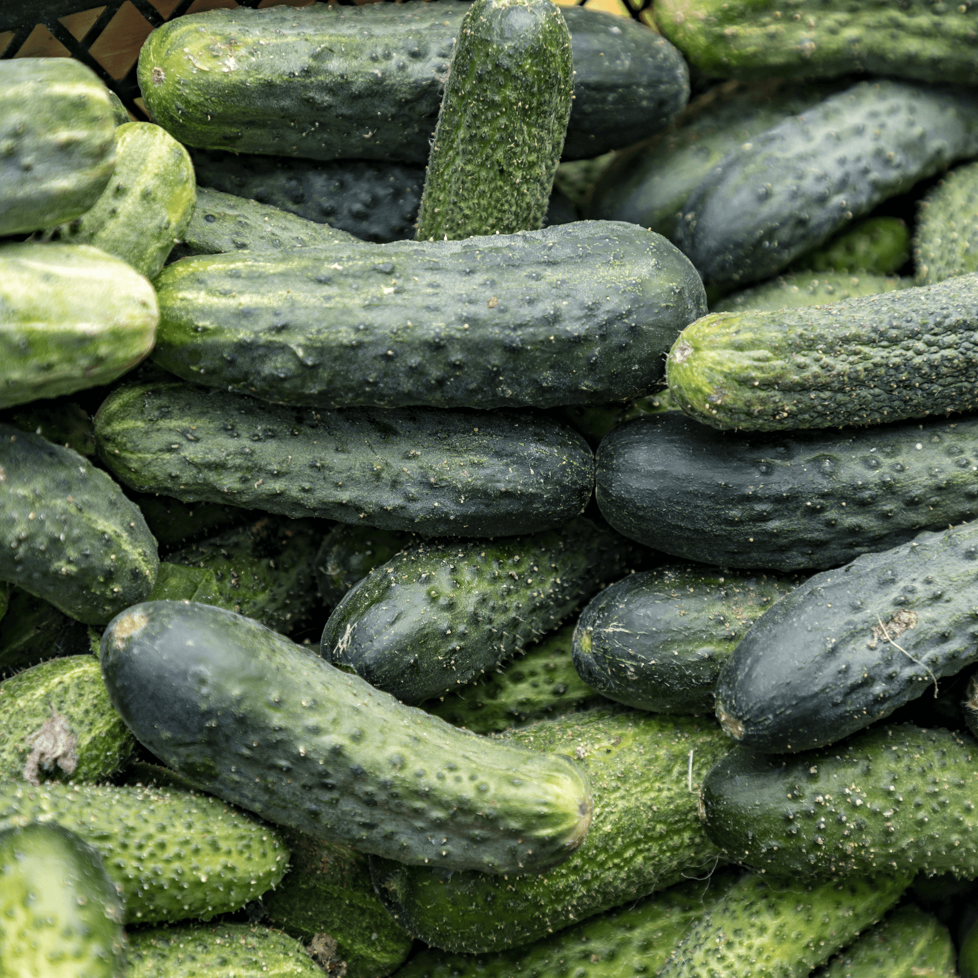 Citadel Cucumber Seeds – Hasty Roots