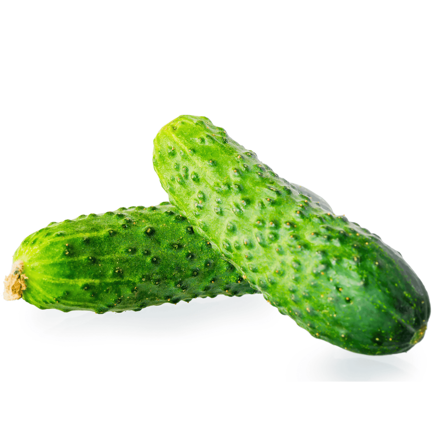 Cucumber-Citadel - Hasty Roots