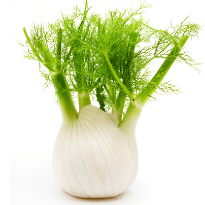 Fennel-Preludio - Hasty Roots