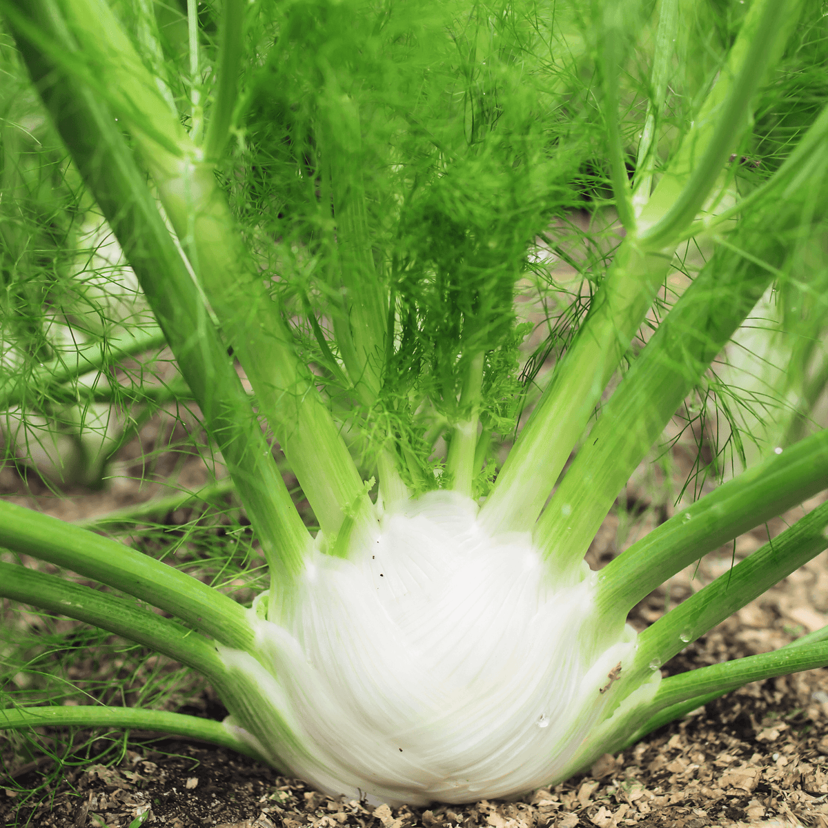 Fennel-Preludio - Hasty Roots