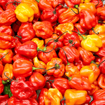 compare product Habanero Pepper Seeds