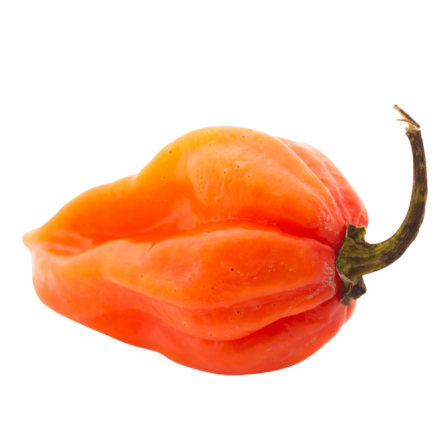 Habanero-Orange Peppers - Hasty Roots