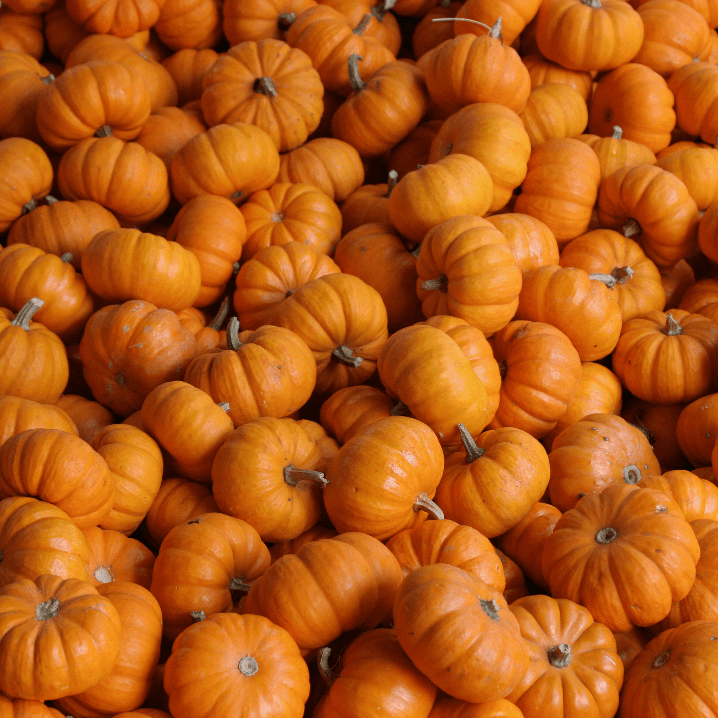 Jack Be Little Pumpkins - Hasty Roots